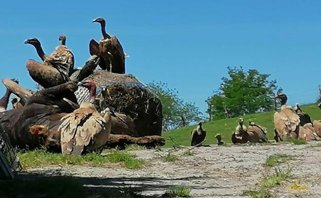 Los buitres devoran una vaca muerta en Entrambasaguas