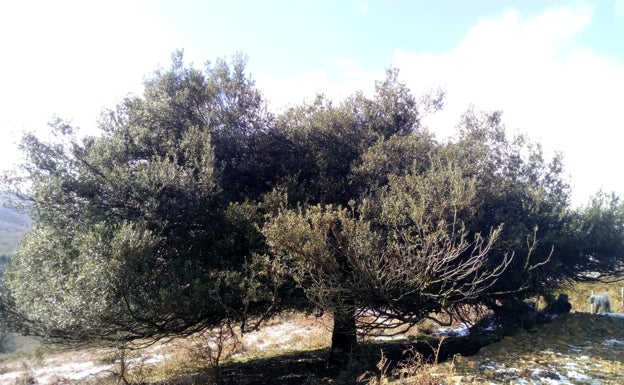 Valle de Villaverde verá mejoradas sus rutas del monte Tejea