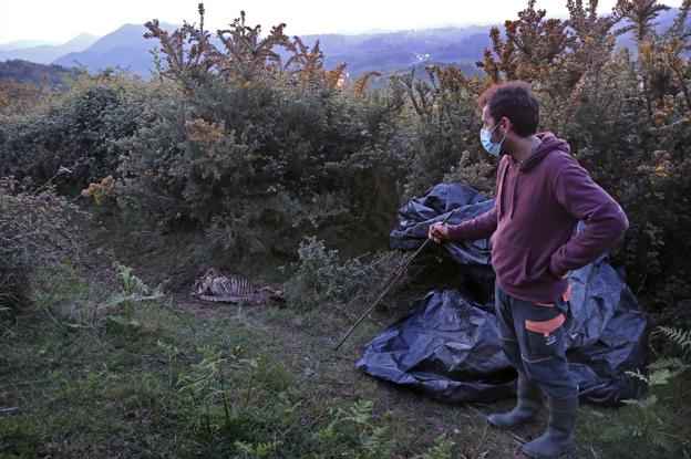 Los ganaderos anuncian movilizaciones ante la prohibición de la caza del lobo