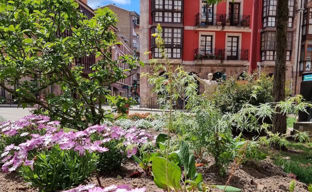 Torrelavega empieza a lucir nuevas plantas y flores en sus calles