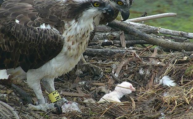 Nace en el País Vasco la primera águila pescadora albina del mundo