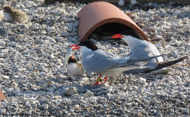 La única colonia de charrán común del Cantábrico se encuentra en la Bahía de Santander