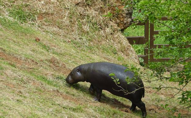 Llega a Cabárceno una hipopótama enana para reproducirse y aumentar los ejemplares en cautividad