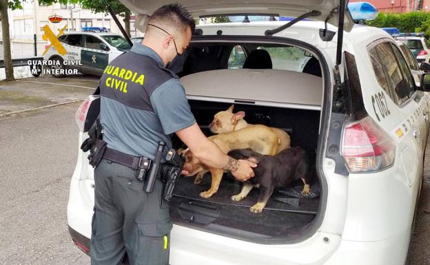 Investigan a un vecino de Miengo por robar 12 perros valorados en 21.000 euros en una finca de Parbayón