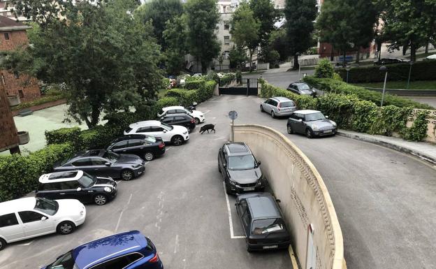 El paseo nocturno de un jabalí por Santander