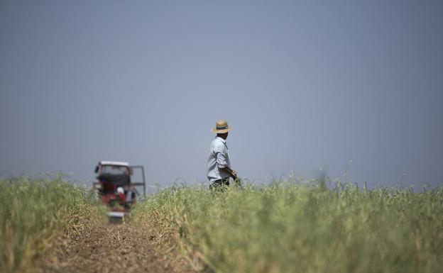 La encrucijada de la nueva PAC: proteger la biodiversidad y al pequeño agricultor