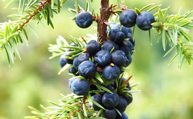 Las enebrinas, el ingrediente que hace saludable la ginebra