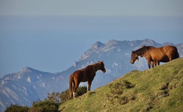 Cinco rutas para disfrutar de los Picos