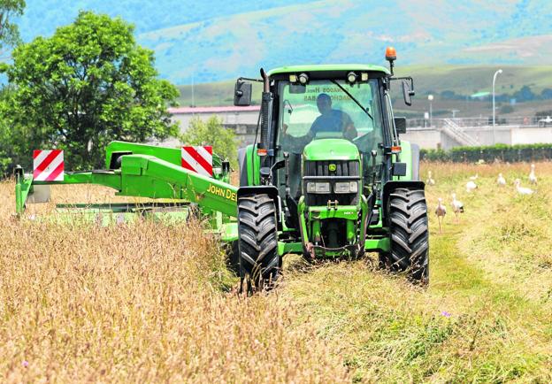 Largas jornadas de hierba en Campoo