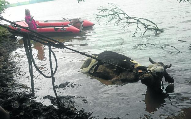 Una vaca se ahoga en la ría de Cubas después de horas de intentarse su rescate sin éxito