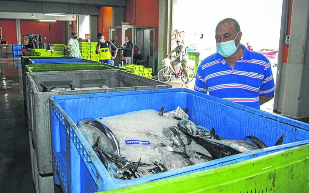 Santoña descarga 230.000 kilos de bonito en un día