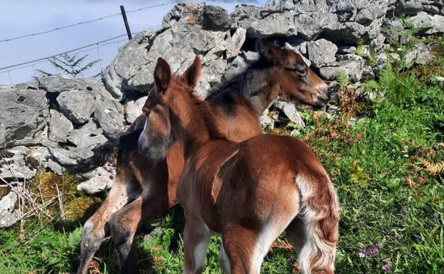 Otra yegua pare dos potros mellizos en un ganadería de Bejes