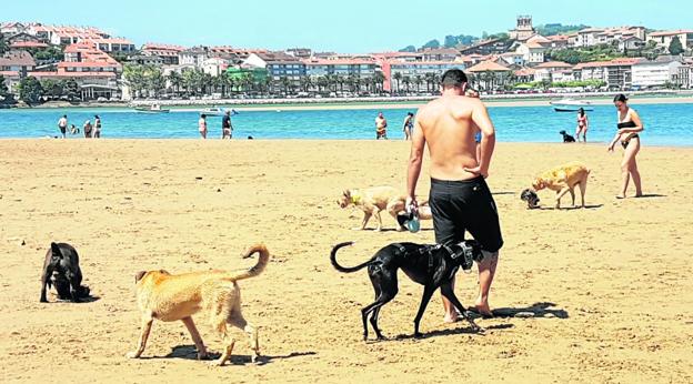 Las playas también son para los perros