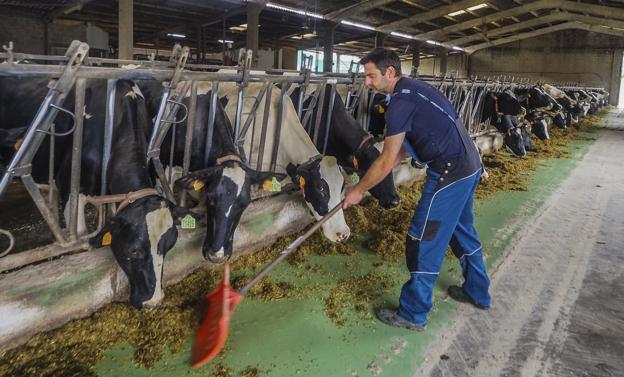 La ganadería cántabra agoniza con unos precios que no cubren el coste productivo