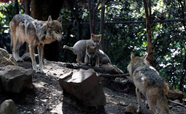 El Gobierno permitirá eliminar 34 lobos en un año y, si el Ministerio introduce cambios, recurrirá la decisión