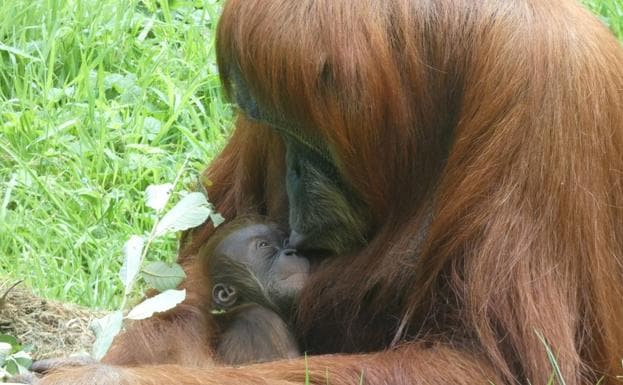 Nace en Santillana Oihana, la primera orangutana de Sumatra en diez años