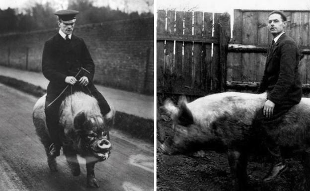 Cuando montar sobre un cerdo era deporte de riesgo