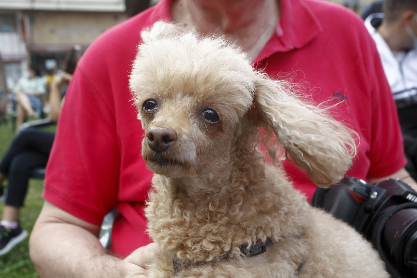 Los perros, bendecidos por La Patrona