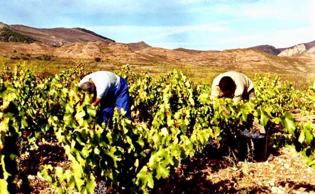 La última ola de calor afectará a la próxima vendimia