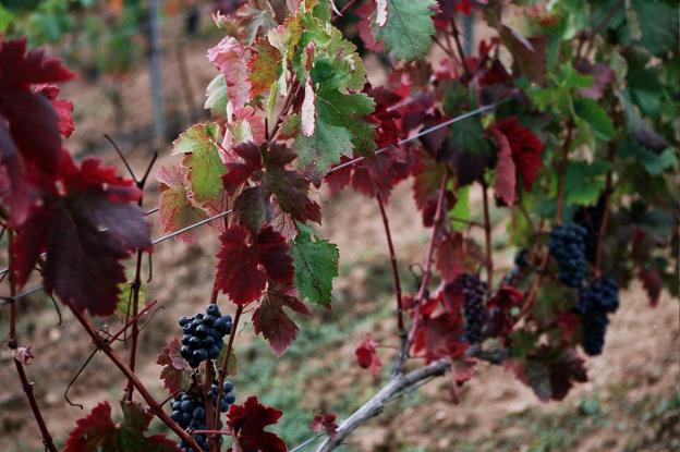 Liébana: arraigo y tradición en cada uno de sus productos