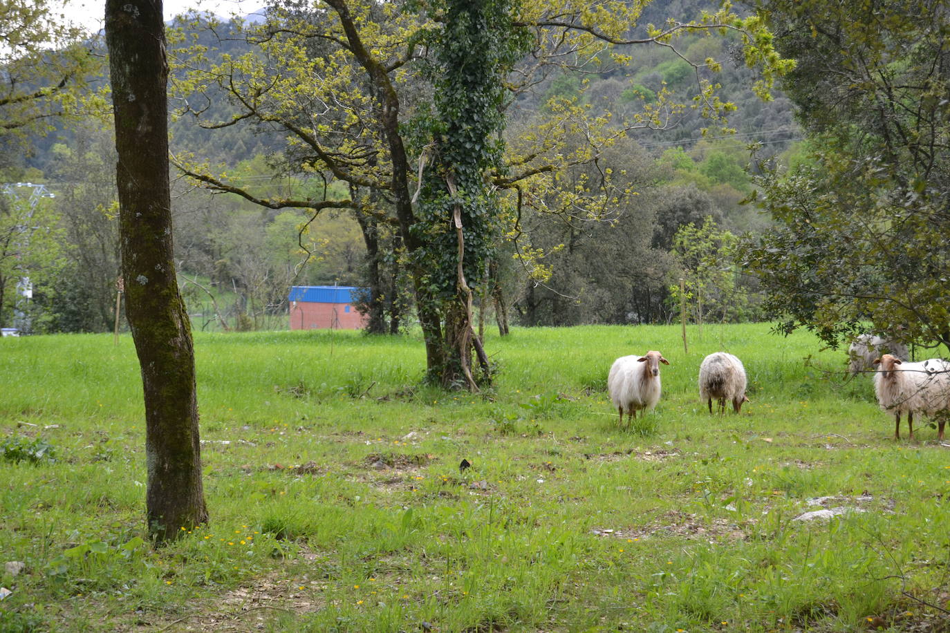Turismo apoyará los proyectos del sendero a La Fuente del Cajigo y la vía ferrata en Secadura