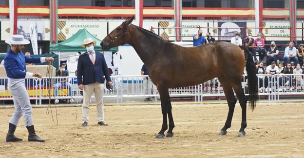 Torrelavega recupera la fiesta del caballo de pura raza española