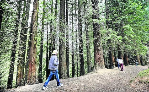 Medio Ambiente proyecta crear un nuevo aparcamiento junto al bosque de las secuoyas