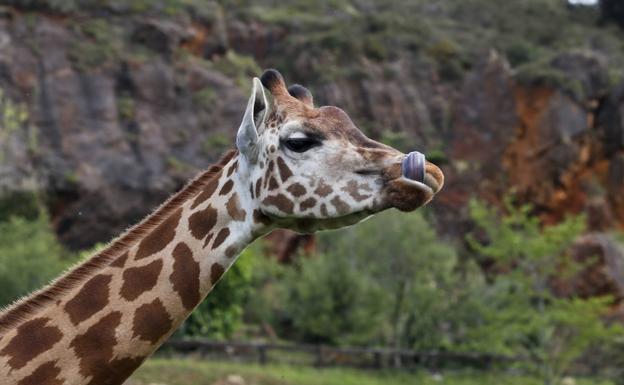 Cabárceno batió récord de visitantes y Fuente Dé y El Soplao superaron los datos de 2020