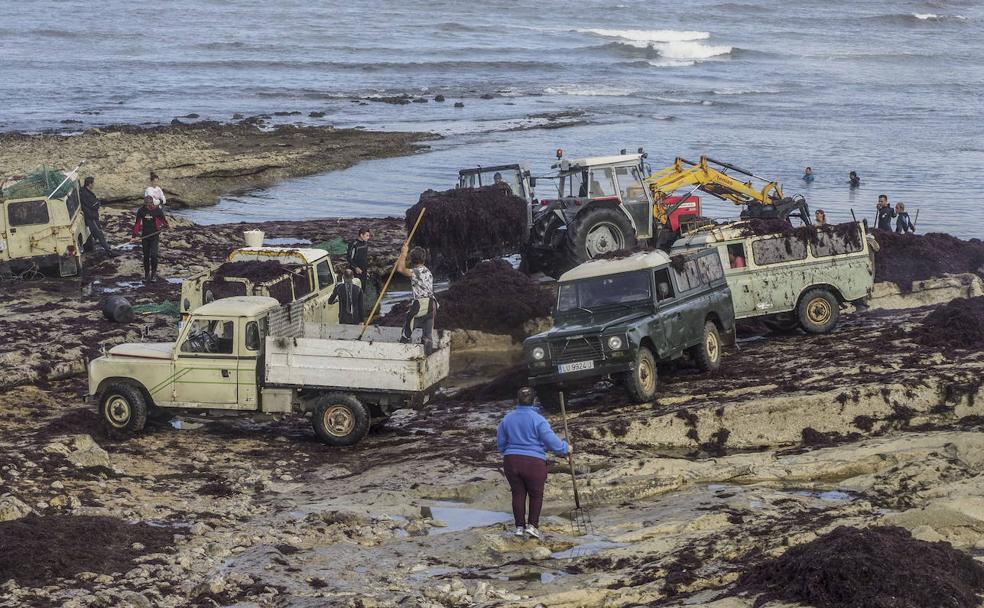 El futuro de la alimentación pasa por el consumo de algas marinas