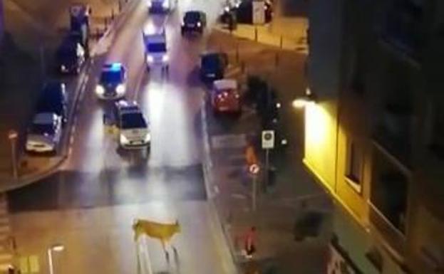 Una vaca a la fuga arrolla a una mujer en el centro de Torrelavega