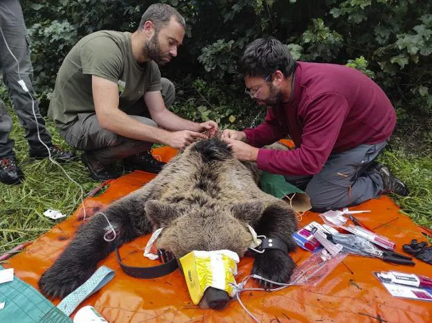 La Cordillera Cantábrica retoma el radiomarcaje del oso pardo
