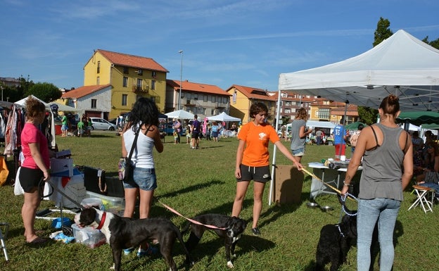 La Cantábrica acoge este sábado el VI Encuentro Canino y Felino