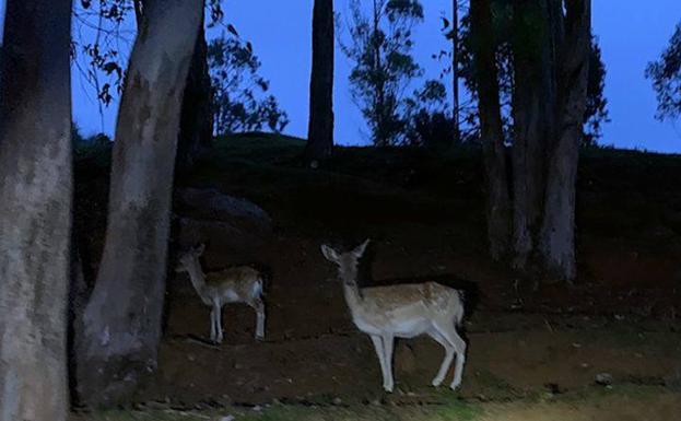 Cabárceno organiza visitas nocturnas coincidiendo con la época de la berrea y la ronca