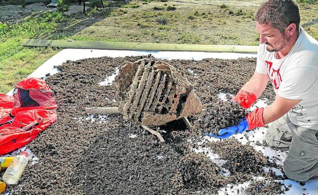 El tiempo fresco del verano y el 'acoso' frenan la presencia de la avispa asiática