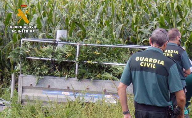 Intervenidas más de 800 plantas de marihuana en una finca de Vispieres en la que se declaraba el cultivo de cáñamo industrial