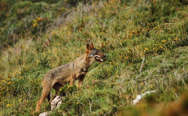 El Consejo de Estado avala la prohibición de cazar el lobo y discrepa de las quejas de las comunidades del norte