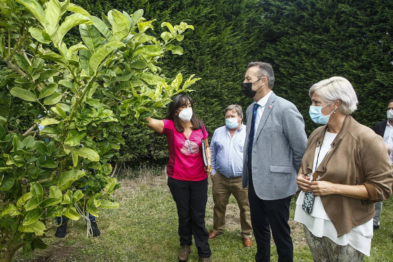 Parásitos para proteger a los limoneros