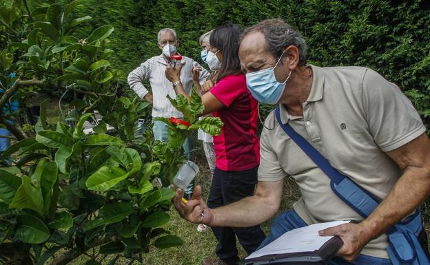 La plaga que ataca a los cítricos se combate con una suelta de parásitos