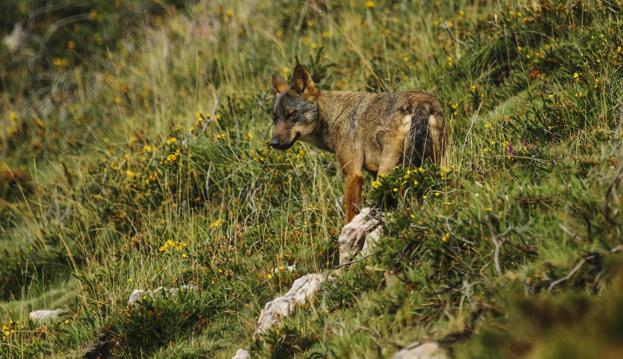 Los ganaderos de Cantabria han sufrido cuatro mil ataques de lobos en cinco años