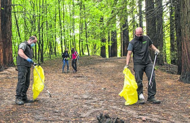 El bosque de las secuoyas está limpio