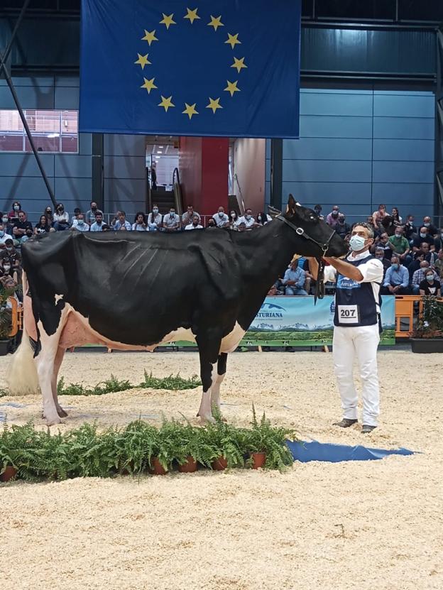 Las vacas cántabras triunfan de nuevo en el Concurso Nacional de frisonas en Gijón