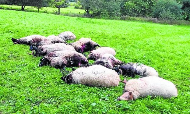 Dos lobos matan doce ovejas en Cos «a treinta metros de las viviendas»