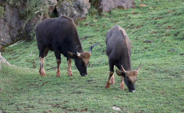 Cabárceno incorpora demostraciones de pastoreo a su oferta del parque