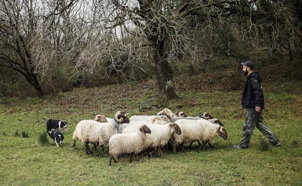 Cantabria acoge por primera vez el Concurso de Perros Pastor, puntuable para el campeonato de España