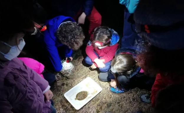 Suances retoma los safaris nocturnos por la costa de Tagle a partir de este viernes