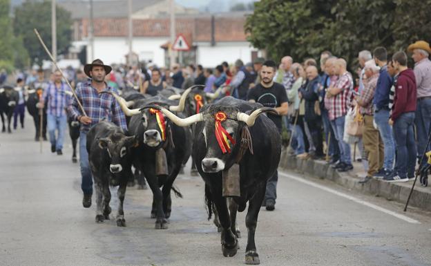 Más de 500 reses de 21 ganaderías participarán el 12 de octubre en la Olimpiada del Tudanco