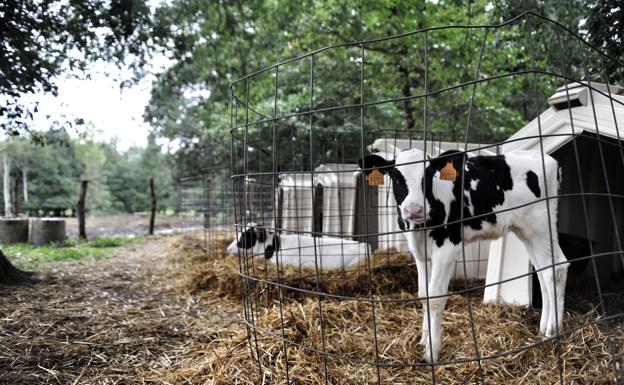 Rechazadas las alegaciones de 17 grupos a la Ley de bienestar animal