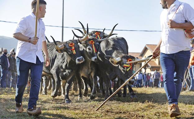 Las tudancas resurgen en Cabezón