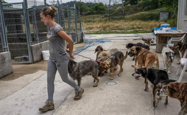 La nueva ley de protección animal obligará al sacrificio cero en Cantabria