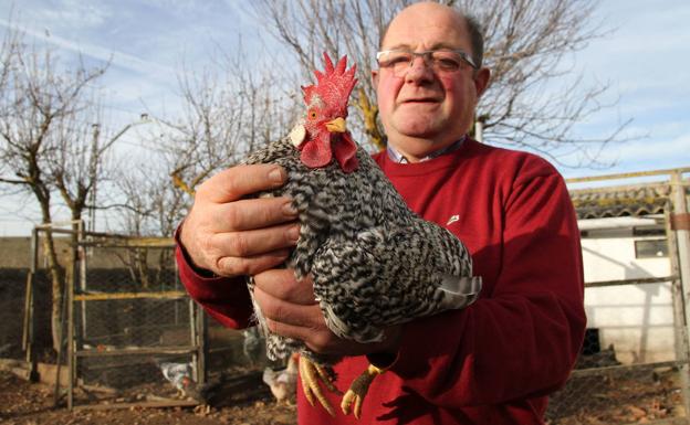 Valderredible vuelve a ser la meca de la gallina pedresa